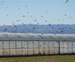 Silifke Ovası kuş istilasına uğradı