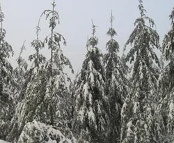 Soğuk hava ormanlara zarar veriyor