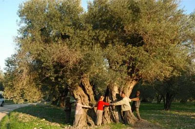 9 asırlık zeytin ağacı tespit edildi