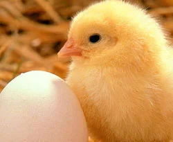 ABD'de Salmonella salgını can alıyor