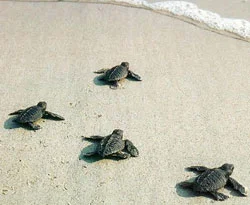 Caretta Caretta, karaya vurdu