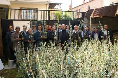 Çiftçilere zeytin fidanı dağıtıldı