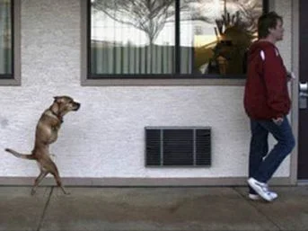 İki ayaklı köpeğin yaşama azmi / GALERİ