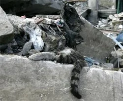 'İsrail Gazze'de tüm canlıları katletmiş!'