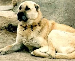 Kangal köpeği dehşet saçtı