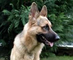 Klonlanmış 2 kurt çiftleştirilecek