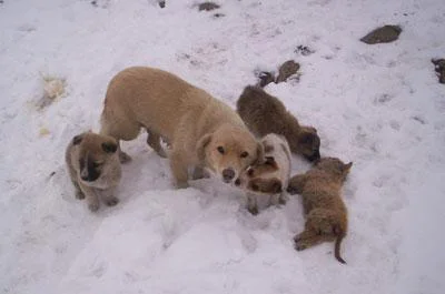 Köpeğin annelik şevkati