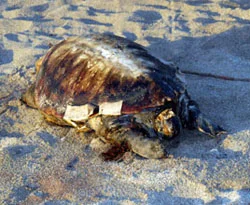 Körfezde, ölü caretta caretta bulundu.