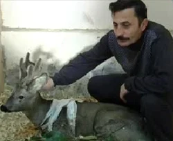 Magandalar yavru karacayı vurdu / VİDEO