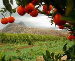 Narenciye tanıtımı sınırları aşacak