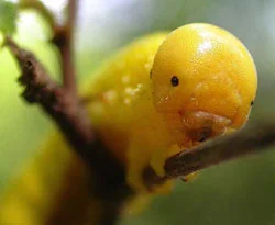 Uzaydan dönen larva canlandı