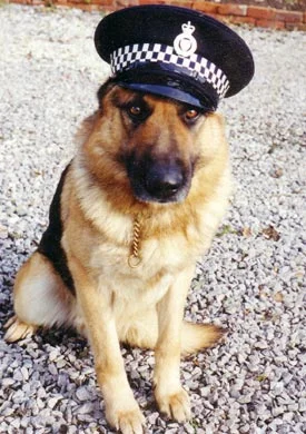 Bunlarda dedektör köpekler!