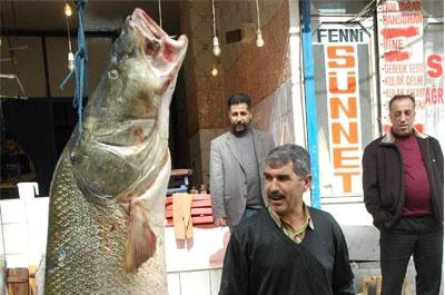 Dev balık ilgi odağı oldu