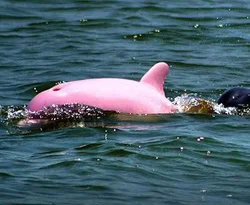Dünyanın ilk pembe renkli yunusu