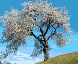 İstanbul'daki Nevruz programı belli oldu