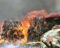 Kenya'da silahlar törenle yakıldı