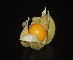 Yer kirazı görücüye çıkıyor