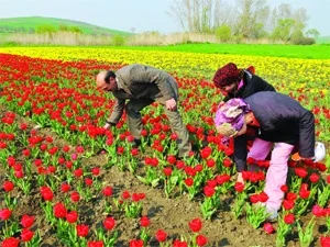 230 bin kişiye çiçek gibi iş