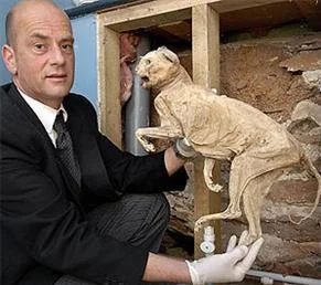 400 yaşında kedi bulundu!