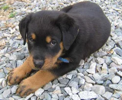 5 sokak köpeği getirene şarjlı süpürge!..