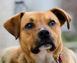 5 sokak köpeğine bir şarjlı süpürge