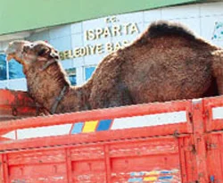 Başkangitti diye deve kestiler