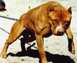Edirne'de pitbul dehşeti!