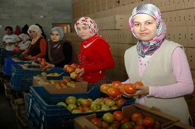 İhracatlık domates bir dolar