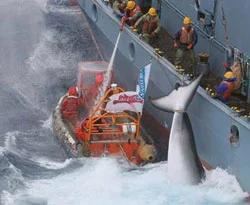 Japon gemiciler 680 balinayı öldürdü