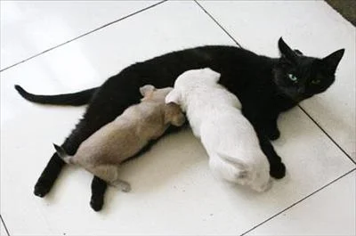 Kedi ve köpekleri evlat edindi