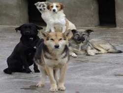 Köpeği getir süpürgeyi götür
