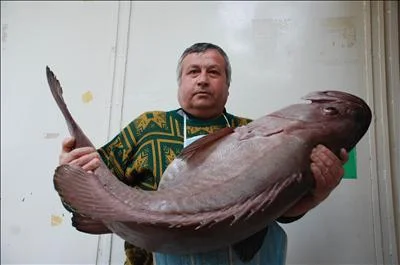 Oltaya 40 kiloluk balık yakalandı