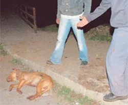 Pitbull'u sopa ve bıçakla öldürdüler