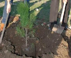 Sanıklara yabani ot temizleme cezası