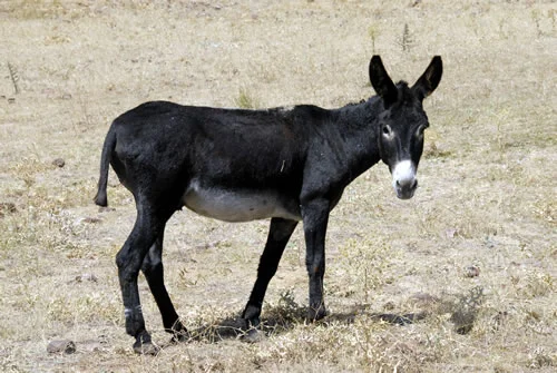 Atlara ve eşeklere mikroçip takılacak