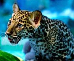 Başbakanın evinde leopar avı