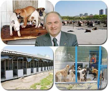 Camiye alan yok, köpeğe alan çok