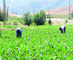 Çiftçiler yağmur için şükür duâsına çıktı