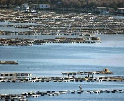 Eroğlu'ndan balık çiftliklerine uyarı