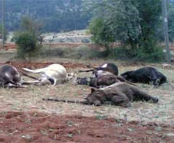 İnekler fazla ot yemekten telef oldu