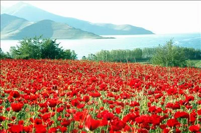 Yağmur bu sene tarlaları coşturdu
