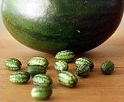 Zeytin gibi karpuzlar çıktı