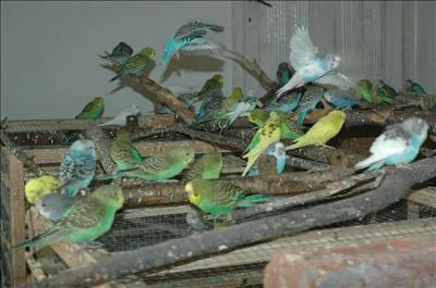 400 muhabbet kuşu ele geçirildi