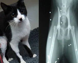 Bu kedi tam 50 canlı!