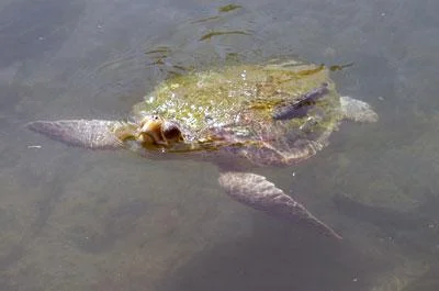 Caretta caretta yolunu kaybetti
