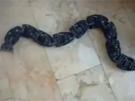 İsrail ordusunun yeni silahı: Robot yılan