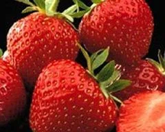 Kütahya'dan Rusya'ya çilek ihracatı
