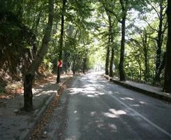 Minarenin borcunu ağaç kestirip ödedi