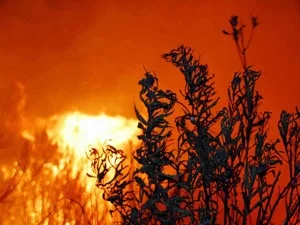 Orman muhafaza memurunun cesedi bulundu