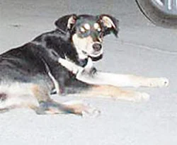 Sokak köpeğinin gaspçı avı